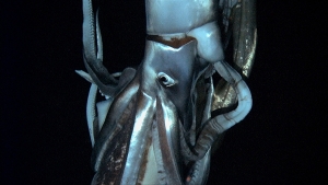 Giant squid finally caught on video